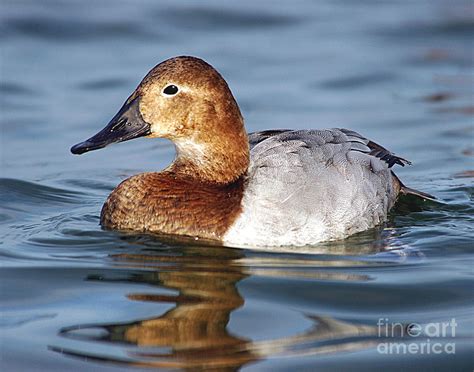 Canvasback Hen Photograph By Timothy Flanigan Fine Art America
