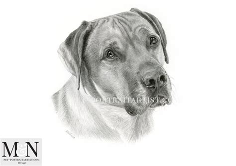 Dog Pencil Portrait Melanie And Nicholas Pet Portraits