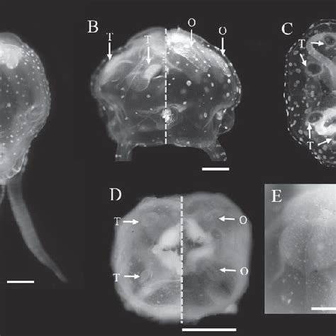 Pdf New Record Of Small Box Jellyfish Copula Sivickisi Cubozoa