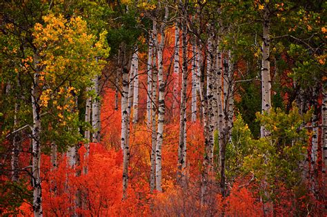 Fall Color With Aspen Trees Photograph By Ed Broberg Pixels