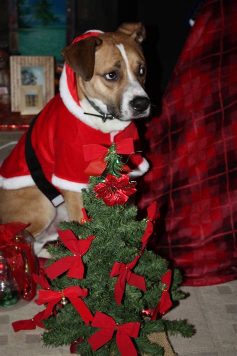 Love This Dog Holiday Decor Holiday Christmas Tree