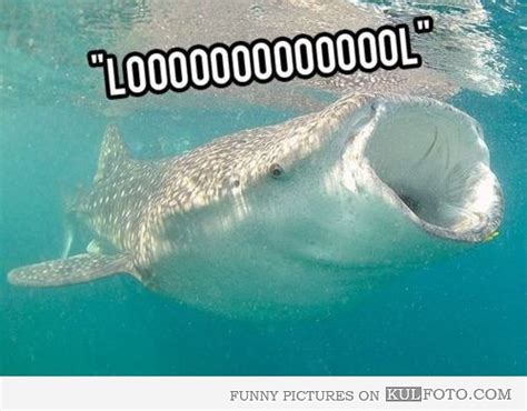 Pin By Shelby Smyer On Animals Whale Funny Cute Animal Memes Shark Meme