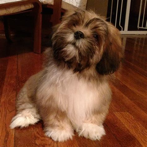 Lhasa Apso Puppies For Sale Pittsburgh Pa 257571