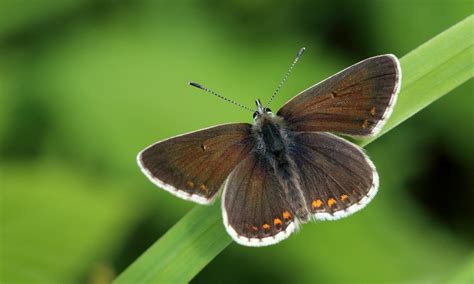 For many years this orange and brown butterfly was known as the duke of burgundy fritillary, for its resemblance to those butterflies in the nymphalidae family. Northern Brown Argus