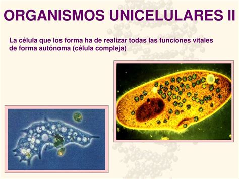 O Que São Celulas Unicelulares