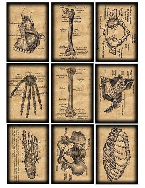 Vintage Anatomical Illustrations Anatomy Art Medical Art Medical Illustration
