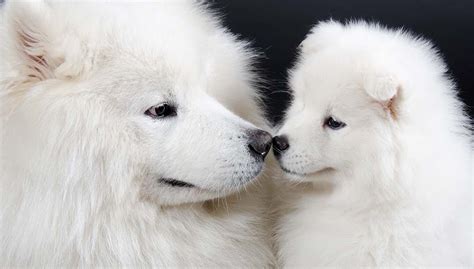 Big White Dog Breeds And Why They Are Great