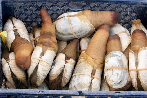 Everything You Need To Know About Geoducks Eater