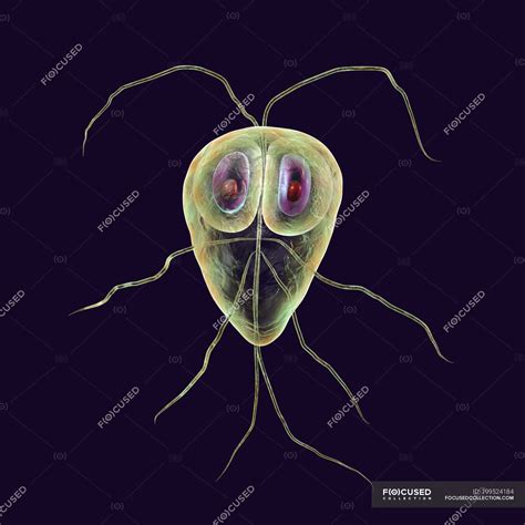 Giardia Lamblia Protozoan Parasite Digital Illustration Artwork Medical Stock Photo