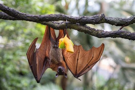 Large Flying Fox Hanging Upside Down From A Tree Branch With Pieces Of