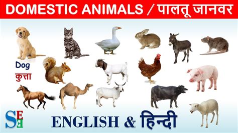 Domestic Animals In English And Hindi पालतू पशु Farm Animalspet