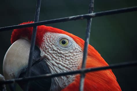 Red And White Parrot Free Stock Photo Public Domain Pictures