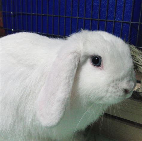 Holland Lop Blue Eyed White Rabbit Usa Baby Bunnies Rabbit Photos