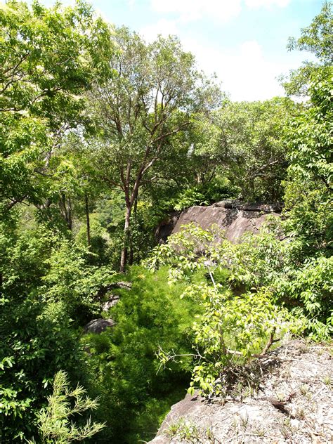 Floresta Ubon Ratchathani Tailândia Foto Stock Gratuita Public