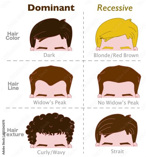 Dominant Recessive Genes Hair Traits Alleles Genetic Dominance Human Head Color Dark