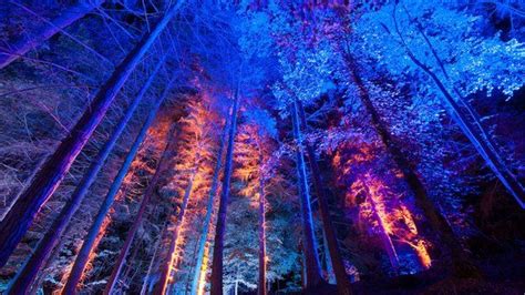 Record Visitor Numbers At Perthshires Enchanted Forest Bbc News