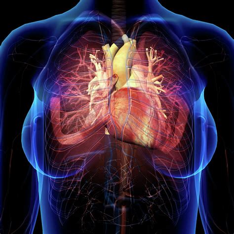Female Chest With Heart And Bronchial Photograph By Hank Grebe Pixels