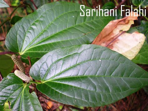 Biasanya, rempah yang satu ini digunakan dalam banyak masakan terutama asia. Hati Berdetik dan Berbisik: Pokok Kaduk