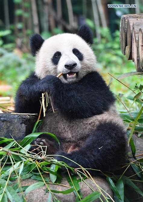 Giant Pandas At Chimelong Safari Park In Guangzhou Global Times