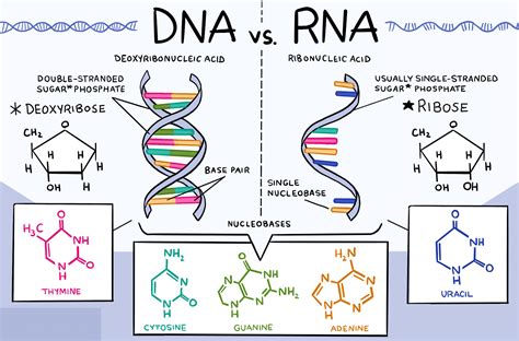 Struktur Dan Jenis Ribonucleic Acid Rna Mikirbae Vrogue Co