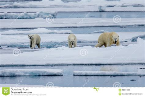 Three Polar Bears Female With Two Cubs Walk On Ice Floe In Arctic