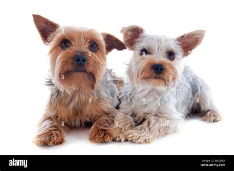 Portrait Of A Purebred Yorkshire Terriers In Front Of White Background