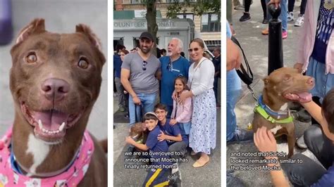 Mocha perra se reencontró con su familia en evento de adopción UnoTV