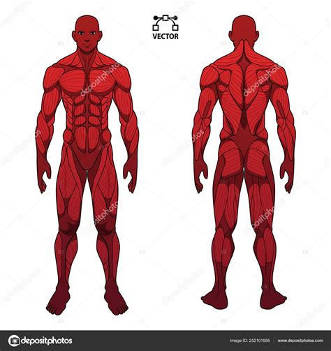Human Muscles Anatomy Model Vector Stock Vector Illustration Of My