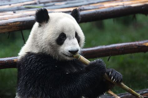The giant pandas are usually vegetarian and completely feed on bamboo. Where Do Pandas Really Live? Check This Out! - Animal Sake