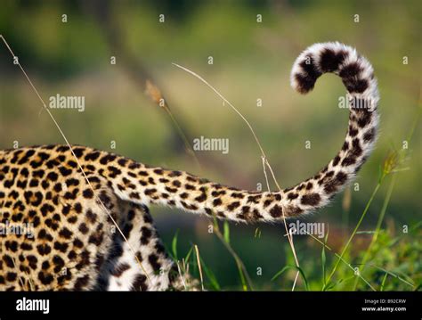 View Of Leopards Tail Panthera Pardus Elephant Plains Sabi Sands
