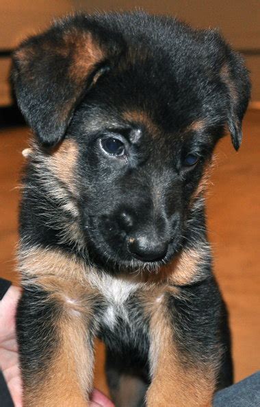 German shepherds are loyal and make excellent guard dogs. Vollmond - Puppies - Lotta Litter 2013-2