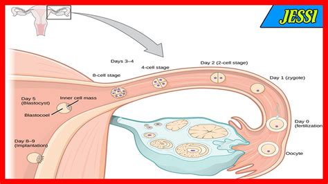 When Does Implantation Occur In Pregnancy Common Gynaecological