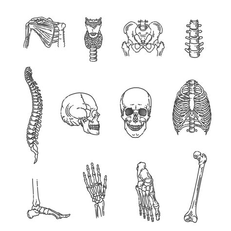 estrutura do esqueleto humano articulações da pelve da caixa torácica da coluna vertebral do