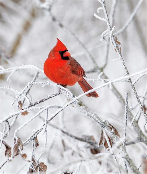 Beautiful Male Cardinal On Frosty Branches Photograph By John Radosevich