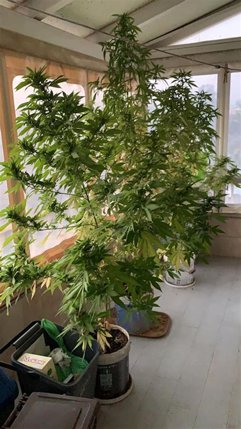 Coltivare marijuana in casa si può, o meglio la giustizia ha mostrato delle aperture su questo fronte: Coltiva piante di marijuana in casa: denunciato falegname ...