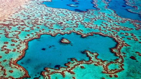 The Great Barrier Reef Has Lost 50 Of Its Corals In Just 30 Years