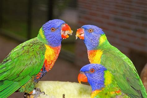 Birds Parrots Colorful · Free Photo On Pixabay