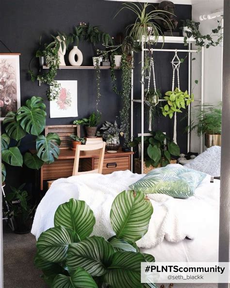 Best Bedroom Plants You Should Have Bedroom Plants Best Plants For