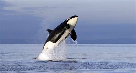 New Washington Directive Aims To Help Endangered Orcas The Columbian