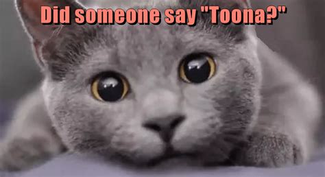 Did Someone Say Toona Lolcats Lol Cat Memes Funny Cats