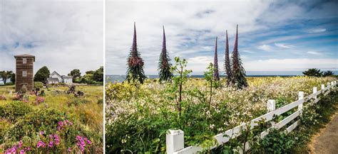 Mendocino, California - Wildflowers | California wildflowers, Creative retreat, Mendocino