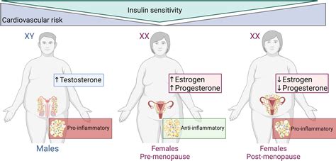 Frontiers Sex Hormones Intestinal Inflammation And The Gut