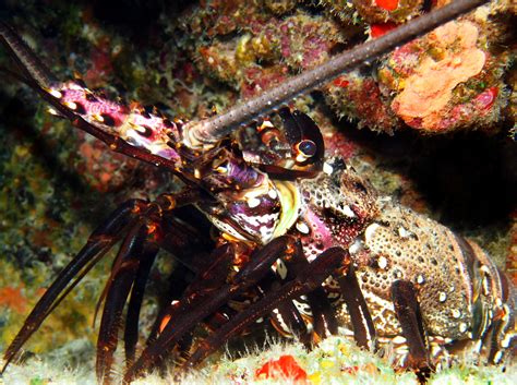Banded Spiny Lobster Panulirus Marginatus Big Island