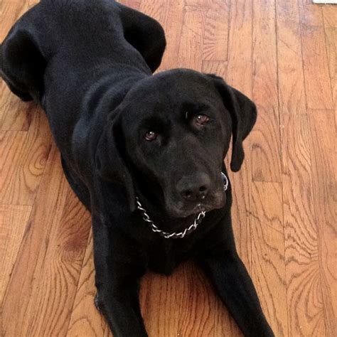 We've had labradors in our lives since 1997. Our beautiful Jersey girl! | Black labs, Dogs