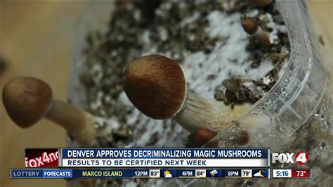 Magic Mushrooms Decriminalized In Denver