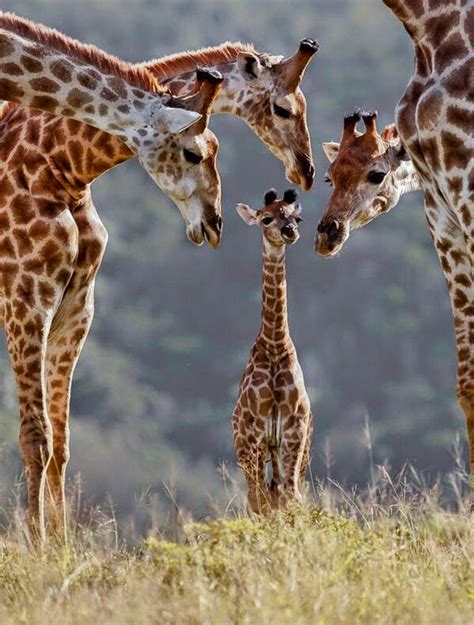 African Giraffes ~ Funny Joke Pictures