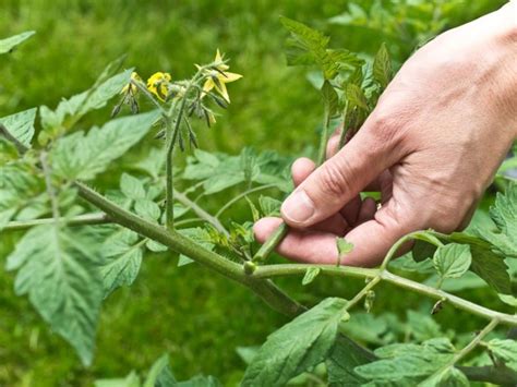 How To Prune Tomato Plants Homestyling Guru