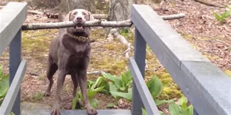 Determined Dog Figures Out How To Carry Giant Stick Over Tiny Bridge
