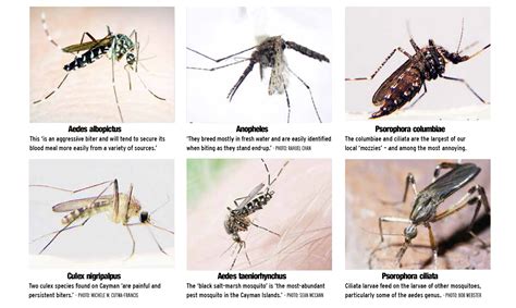 Top Ide Contoh Jenis Jenis Nyamuk Konsep Penting