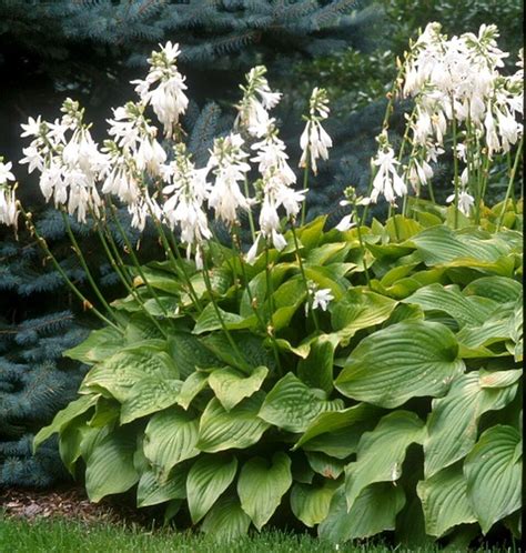 Royal Standard Hosta Two Gallon With Images Hostas Plants Shade